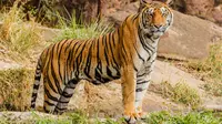 9 Arti Mimpi Melihat Harimau Loreng, Pertanda Buruk atau Baik?