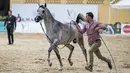 Seekor kuda Arab diarak untuk menunjukkan kelincahnnya dalam kontes Kecantikan Kuda Arab di desa Abusir, sekitar 20 km barat daya ibu kota Mesir, Kairo, 5 Oktober 2019. Kontes tersebut memperebutkan gelar kuda arab terindah. (Photo by Khaled DESOUKI / AFP)