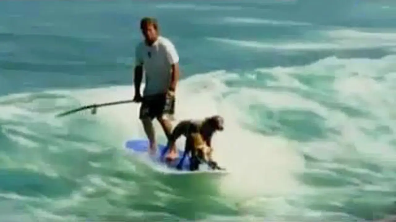VIDEO: Mantan Juara Selancar Latih Anjing-anjingnya Berselancar