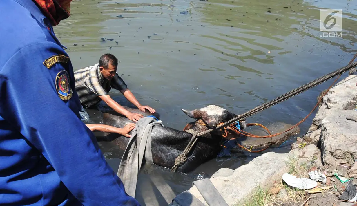 Petugas pemadam kebakaran bersama warga mengevakuasi seekor sapi yang tercebur ke Kali Mberok, Kota Semarang, Sabtu (10/8/2019). Diduga sapi tersebut kaget saat diteriaki anak-anak sehingga lepas kendali dan masuk sungai. (Lipuan6.com/Gholib)