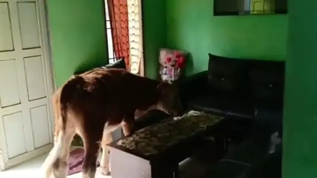 6 Potret Sapi Masuk Rumah Ini Bikin Bingung Cara Usirnya