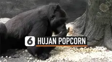 Kebun Binatang Brookfield di pinggiran kota Chicago, Amerika Serikat, menghujani kandang gorila peliharaannya dengan berondong jagung dalam perayaan Hari Popcorn Nasional tanggal 20 Januari.