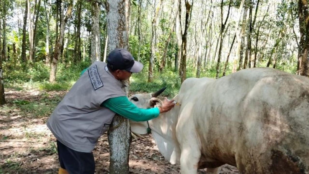 Dinas Peternakan OKU Timur Gencarkan Vaksinasi untuk Pencegahan PMK Hewan Ternak