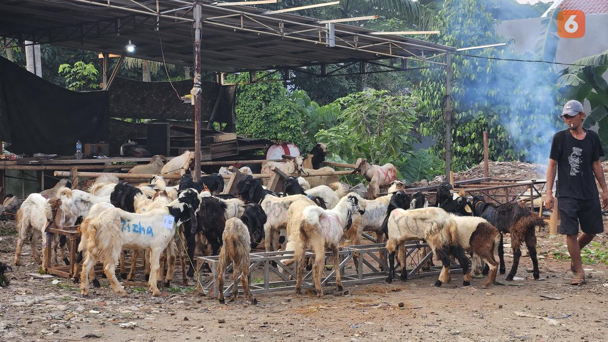 Menjual Daging Kurban Hukumnya Apa? Panduan Lengkap Idul Adha