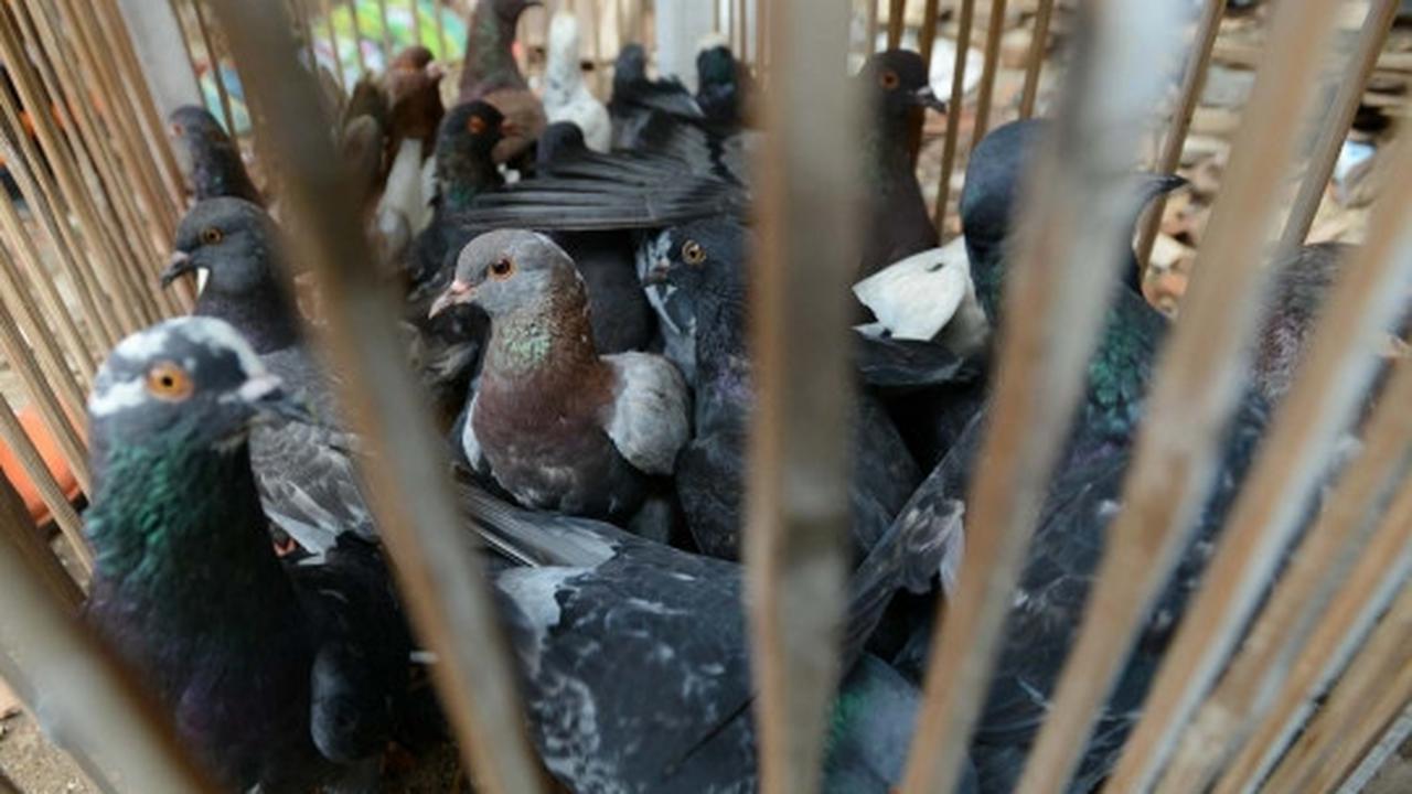 Antisipasi flu burung, kandang unggas di bantaran Ciliwung dibongkar