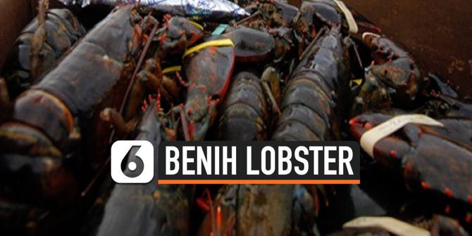 VIDEO: Jokowi Tanggapi Ribut Benih Lobster Menteri KKP dan Susi Pudjiastuti