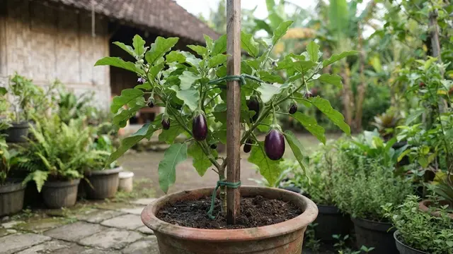 Memasang Penyangga Tanaman Terong di Pot