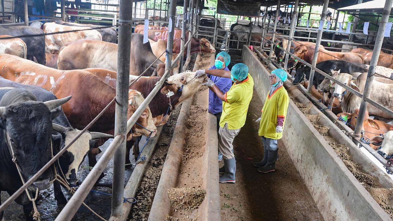 FOTO: Pemeriksaan Hewan Kurban Diperketat Jelang Idul Adha 1447 H