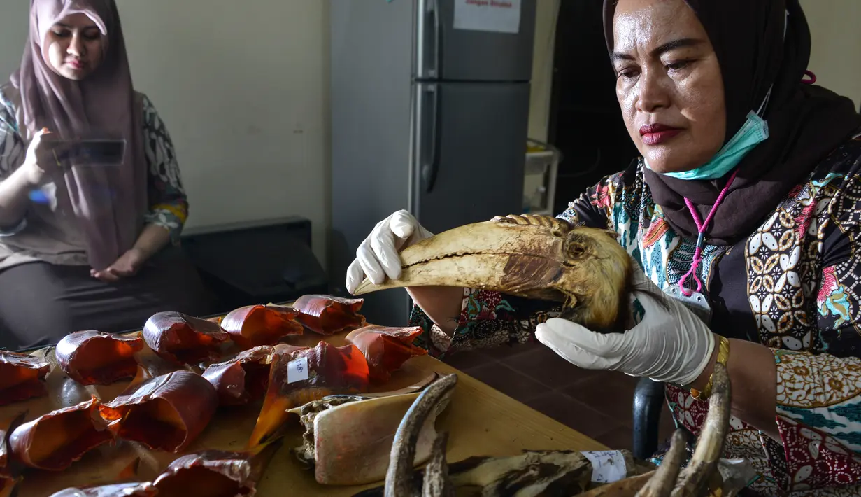 Petugas Badan Konservasi Sumber Daya Alam (BKSDA) Aceh menunjukkan paruh burung rangkong di Banda Aceh, Jumat (26/7/2019). Paruh burung rangkong memiliki nilai jual yang tinggi, mencapai jutaan rupiah. (CHAIDEER MAHYUDDIN/AFP)