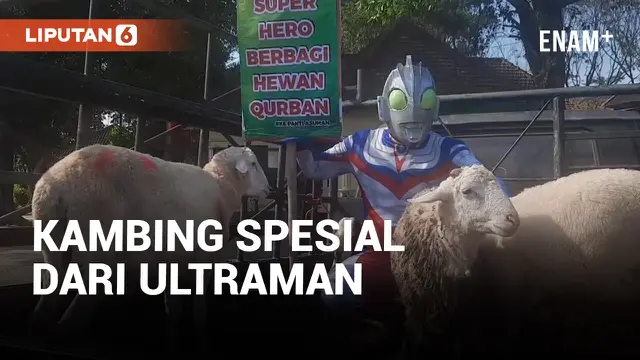 Ultraman Bagi-bagi Kambiing di Solo