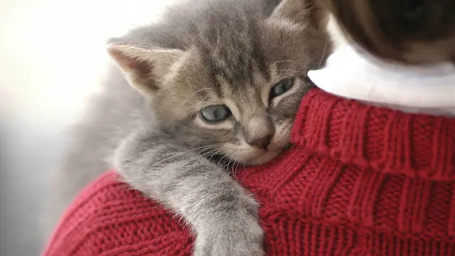 Kucing
