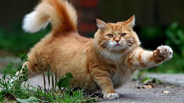 ilustrasi kucing Rasulullah SAW