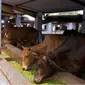 India Larang Penjualan Daging Sapi