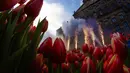 Kembang api dinyalakan ketika orang-orang menunggu untuk memetik tulip gratis pada Hari Bunga Tulip Nasional di Dam Square, Amsterdam, 18 Januari 2020. Hari Bunga Tulip Nasional ini menandai pembukaan musim bunga tulip untuk industri bunga Belanda.  (AP Photo/Peter Dejong)