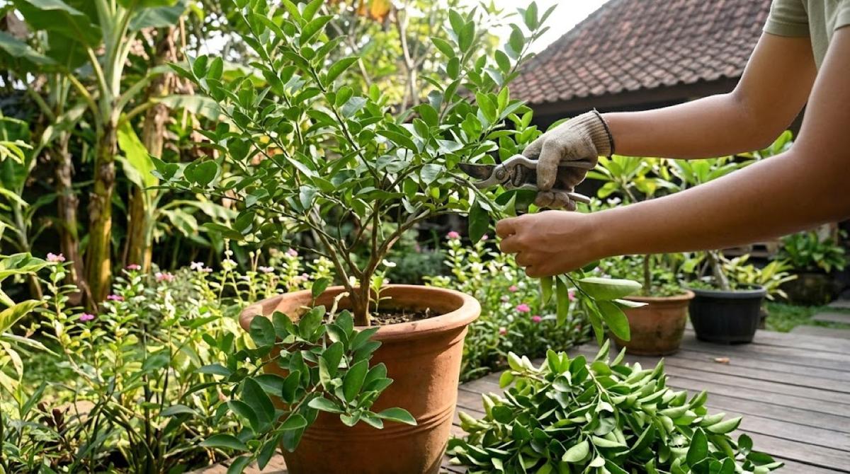 Cara Mengatasi Akar Tanaman Buah Memenuhi Pot