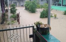 BPBD Babel Ingatkan Warga Waspada Serangan Buaya di Daerah Banjir, Potensi Ancaman Meningkat