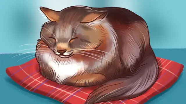 Coba Perhatikan, 6 Posisi Tidur yang Ungkap Suasana Hati Kucing