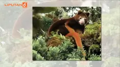 Perdagangan satwa langka di Indonesia ini sudah mulai serius dan harus segera ditanggulangi.