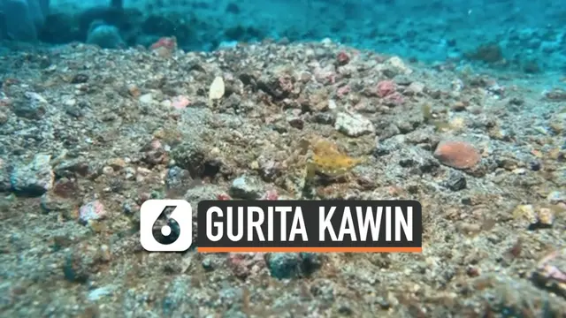 VIDEO: Melihat Perkawinan Gurita Langka di Perairan Indonesia