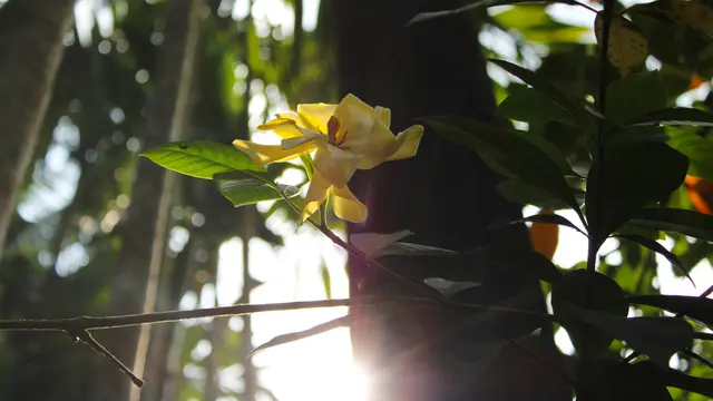 Ilustrasi Bunga yang Mekar di Pagi Hari/Photo by Sifat Niloy on Unsplash