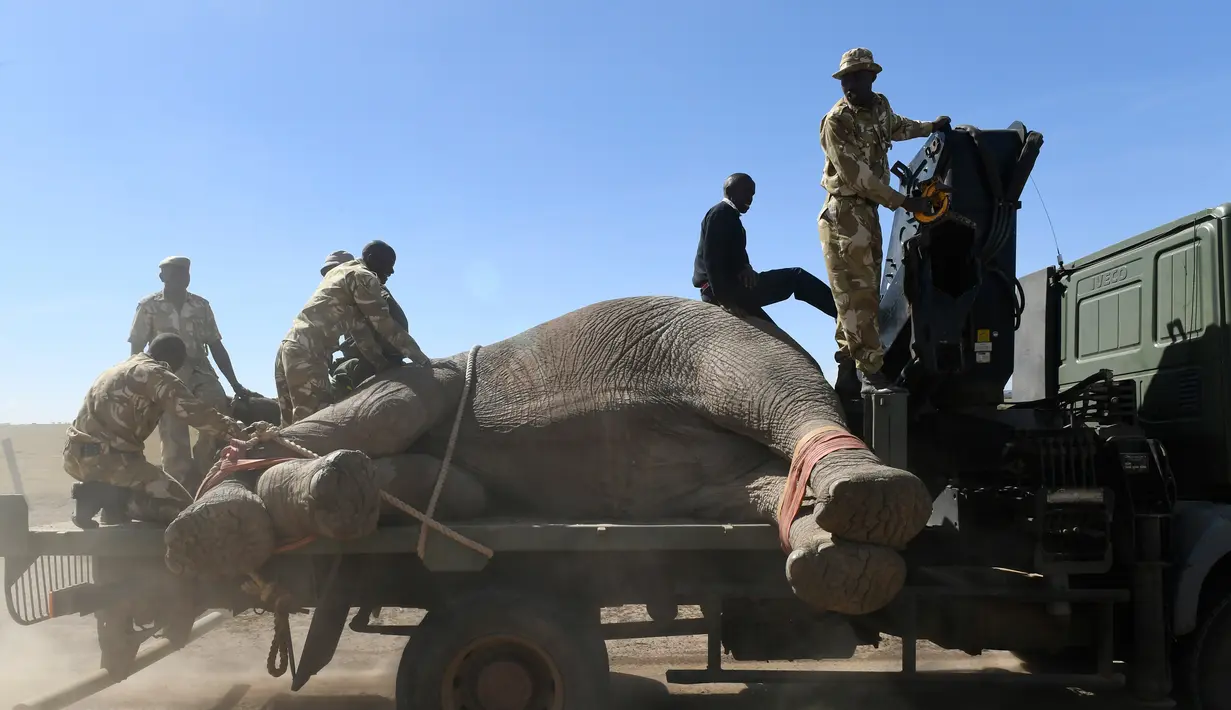 Kenya Wildlife Service (KWS) mengangkut gajah menggunakan truk di Lamuria, Nyeri, Kenya, Rabu (21/2). Kenya memiliki ribuan gajah yang menghadapi ancaman pemburu gading dan kehilangan habitat. (AFP PHOTO/SIMON MAINA)
