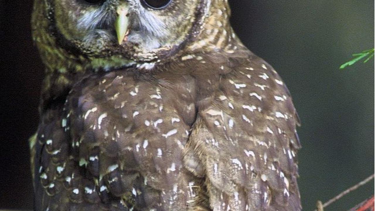 Hampir Setengah Juta Burung Hantu Invasif di AS akan Dibunuh, Ini Alasannya