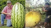 6 Rezeki Tak Terduga Dapat Buah Raksasa Ini Bikin Tercengang (IG/sisilaindunia)