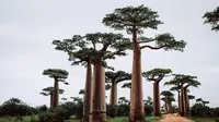 pohon baobab | unsplash.com/@themeinn