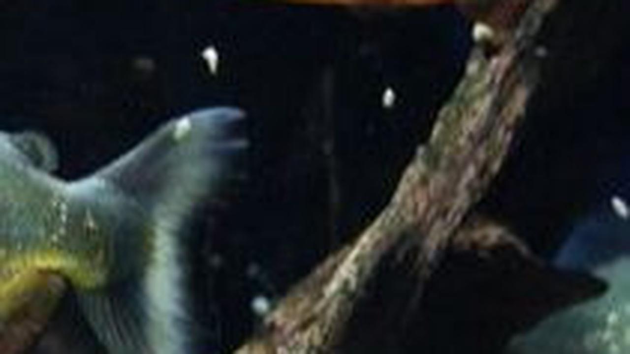 2. Piranha<br>