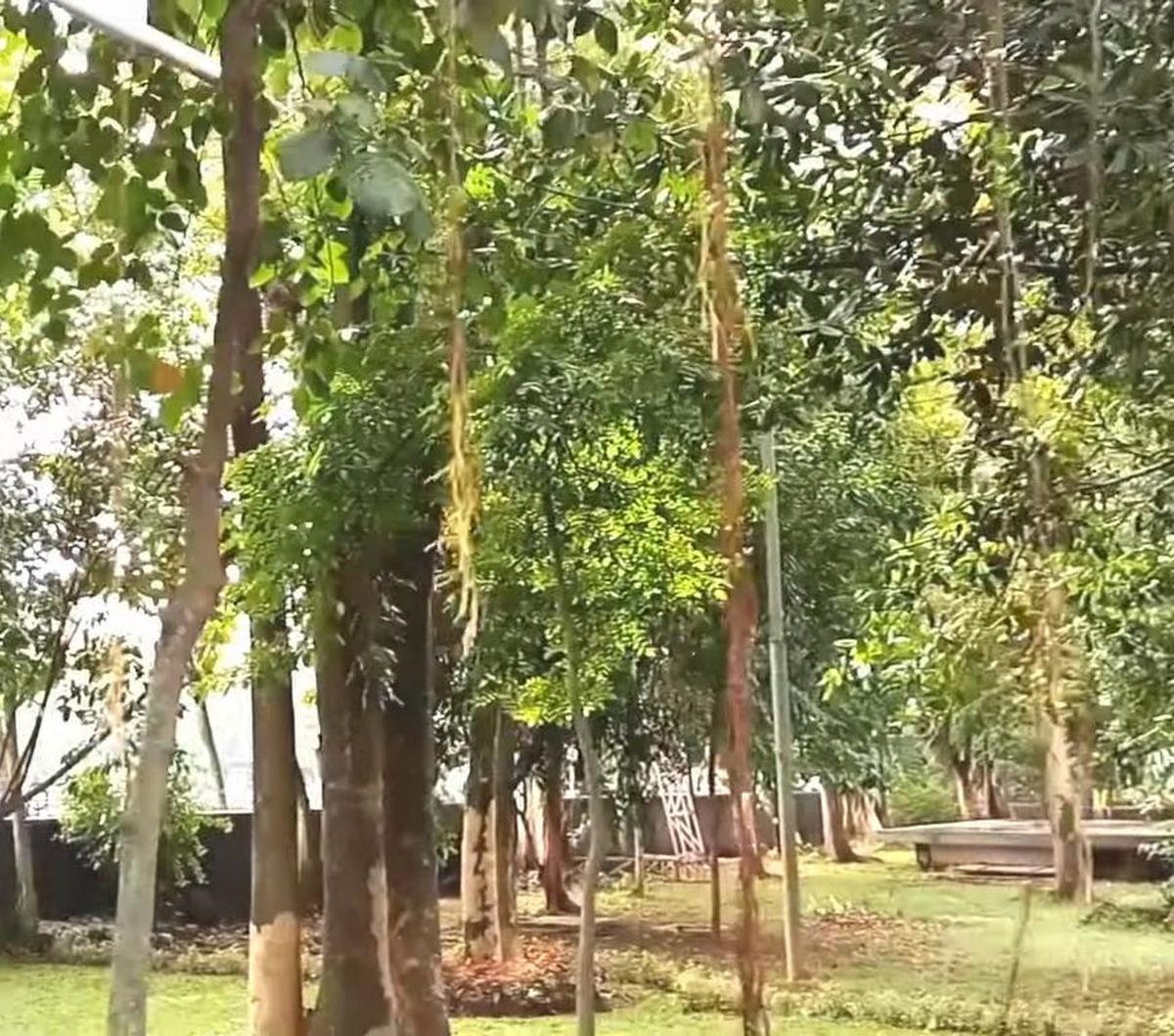 Sekitar pukul 16:00 WIB, para ABG ini mulai berkumpul. Ada yang bersama teman maupun sendiri. Mereka sekedar berfoto, membuat video dan mengabadikan kereta api yang melintas.<br><br>Gambar Taman Sri Baduga/ Youtube Demen Vlog
