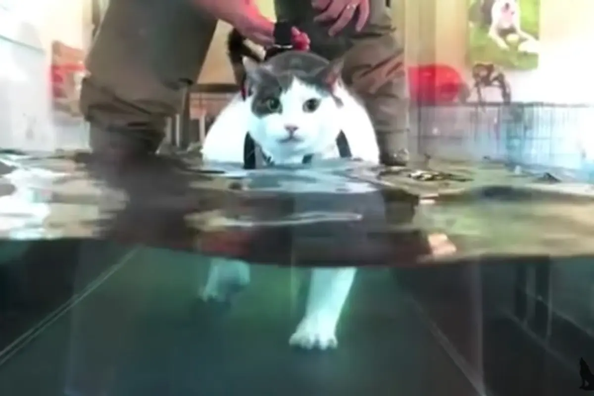 Buddha, kucing obesitas yang mengikuti program diet.