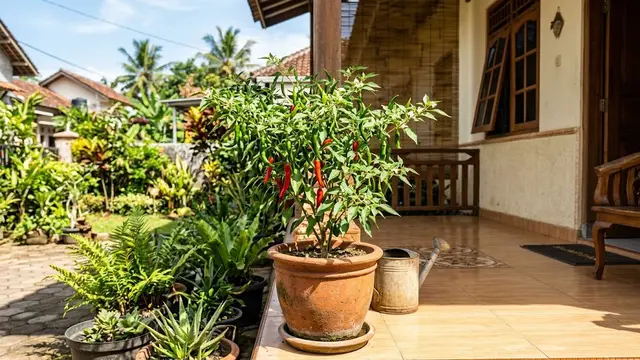 Pohon Cabai