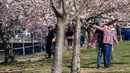 Festival Bunga Sakura Nasional diadakan dalam memperingati kemunculan bunga berwarna merah muda itu. Acara ini menjadi momen peringatan persahabatan yang ditandai dengan mekarnya hampir 3.000 pohon secara bersamaan. (AP Photo/Jacquelyn Martin)
