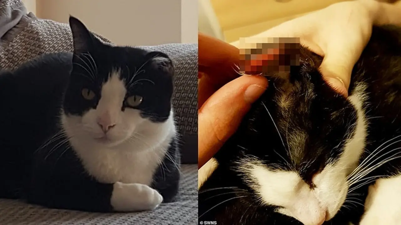 Potret Oreo usai digigit oleh Aaron James Williamson.