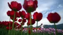 Acara ini berlangsung dari 14 April hingga 14 Mei mendatang. (Darryl Dyck/The Canadian Press via AP)