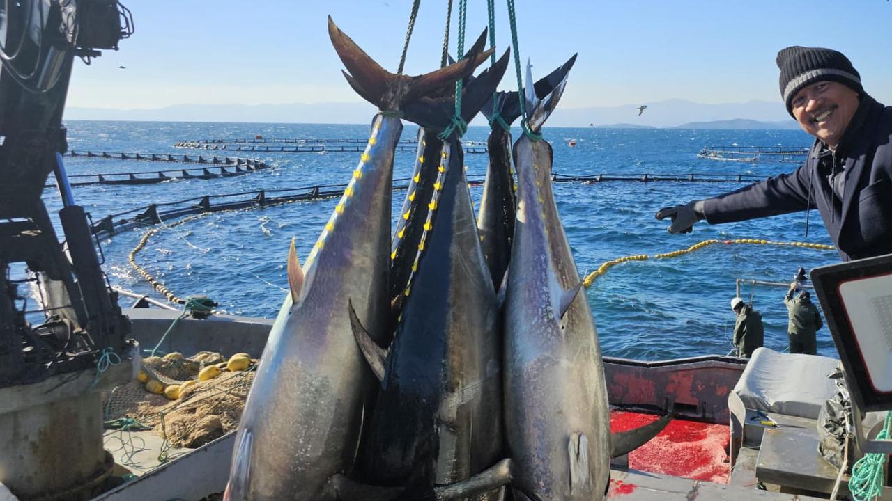 Ilmuwan Ungkap Mengapa Ikan Tuna Tak Pernah Berhenti Berenang dan Mampu Melintasi Samudra Tanpa Lelah, Begini Penjelasannya