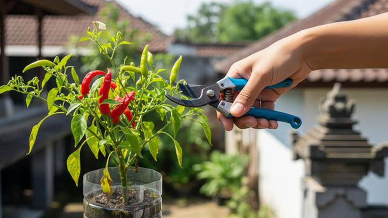 7 Cara Menanam Cabai Subur di Botol Plastik, Panen Banyak Meski Lahan Terbatas (Foto: Gemini AI)