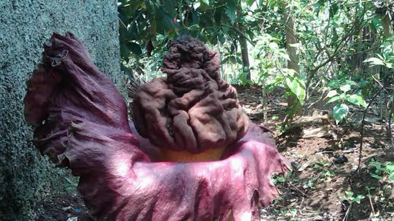 Bunga bangkai (Amorphophallus paeoniifolius)