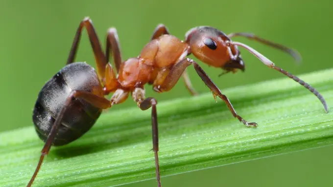 Tak Cuma dari Mentor, Ini 5 Hal yang Bisa Dipelajari dari Semut