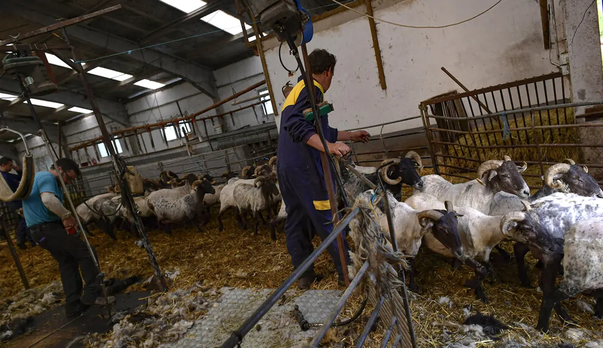 Shearer Eduardo menggiring kawanan domba usai dicukur bulunya di desa kecil Pyrenean, Bizkarreta, Spanyol, Sabtu (29/5/2021). Bulu domba dicukur sebelum musim panas agar tidak merasakan terlalu panas untuk hewan dengan bulu seperti mereka. (AP Photo/Alvaro Barrientos)