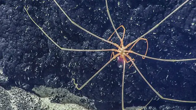 Spiderfish. (Sumber NOAA)