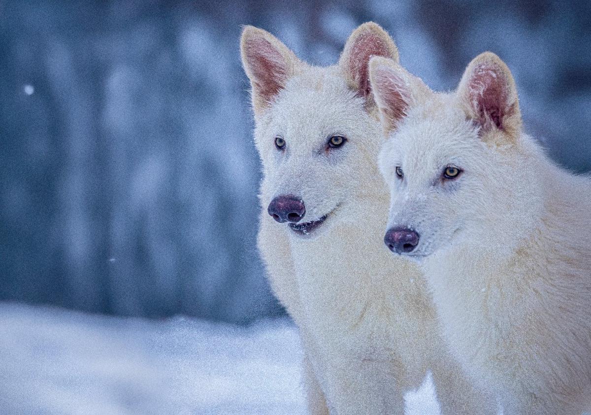 dire wolf