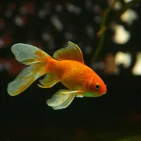 Ilustrasi gambar ikan mas koki (dok hans/pixabay.com)