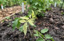 10 Tanda Tanah Kebun Kekurangan Nutrisi yang Bisa Dilihat dari Kondisi Tanaman