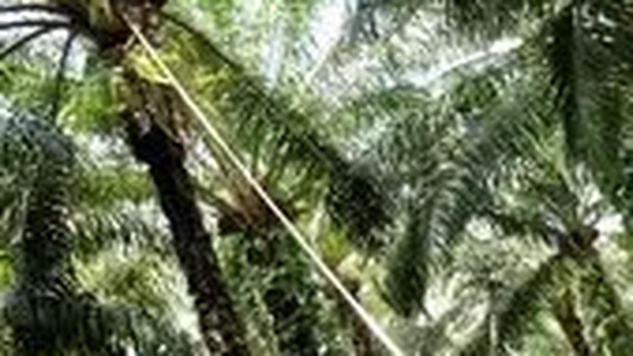 Tanpa Perluasan Lahan, Produksi Sawit Capai 100 Juta Ton di 2045