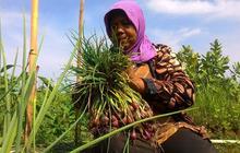 Petani bawang Aceh Besar mengeluh pemerintah tak bantu pemasaran