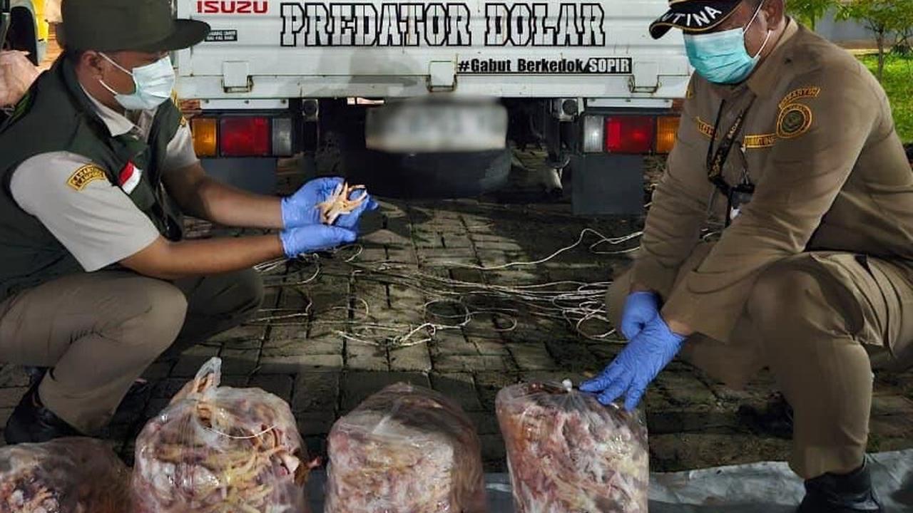 10 Ton Lebih Ceker Ayam Diamankan Balai Karantina Lampung