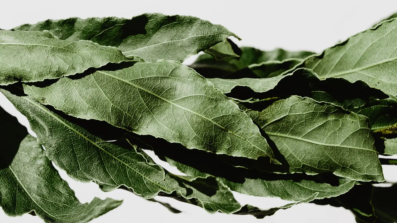 Daun Salam