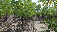 Hutan mangrove. Kementerian KKP