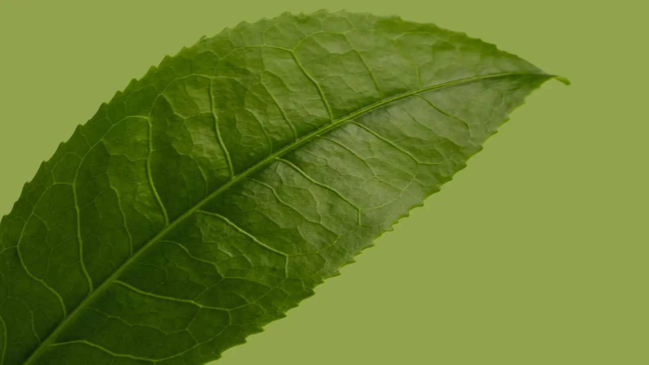 Resep Masker Matcha dan Telur untuk Membuat Wajah Lebih Kencang